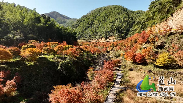 美丽蓝山：初冬蓝山谷 赏枫正当时2.jpg