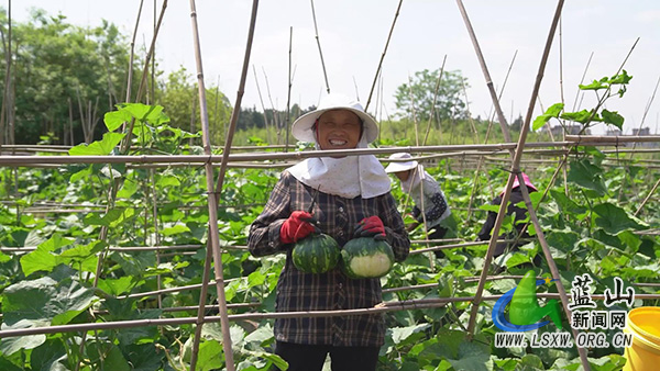 蓝山县新圩镇上清涵村:发展蔬菜产业化模式 生态农业助力乡村振兴2.jpg 蓝山县新圩镇上清涵村:发展蔬菜产业化模式 生态农业助力乡村振兴2.jpg