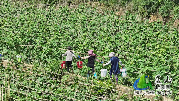 蓝山县新圩镇上清涵村:发展蔬菜产业化模式 生态农业助力乡村振兴1.jpg 蓝山县新圩镇上清涵村:发展蔬菜产业化模式 生态农业助力乡村振兴1.jpg