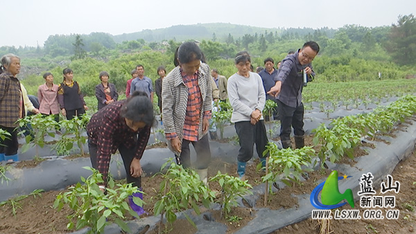 新圩镇：专家送“技”到田间 农户现场学“良方”.jpg