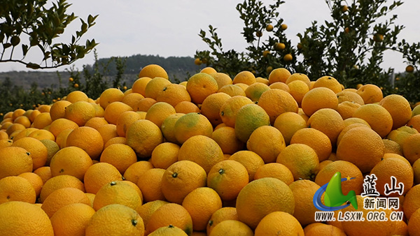 新圩镇:桔柚飘香迎丰收 甜蜜产业富农家2.jpg 新圩镇:桔柚飘香迎丰收 甜蜜产业富农家2.jpg