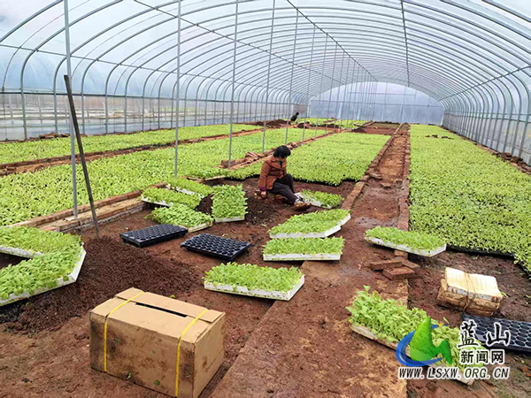 新圩镇烤烟育苗生产进行时.jpg