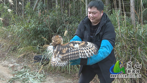我县放飞3只国家二级保护野生动物猴面鹰1.jpg 我县放飞3只国家二级保护野生动物猴面鹰1.jpg