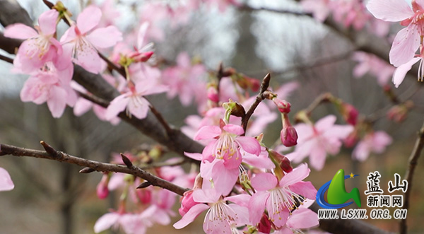 美丽蓝山：樱花烂漫春意浓 踏春赏花正当时2.jpg
