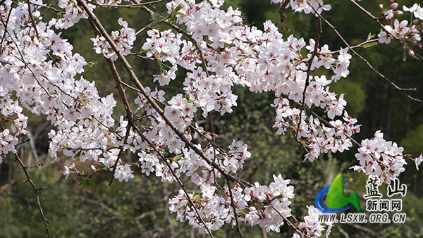 美丽蓝山:春光无限好 赏樱正当时2.jpg 美丽蓝山:春光无限好 赏樱正当时2.jpg