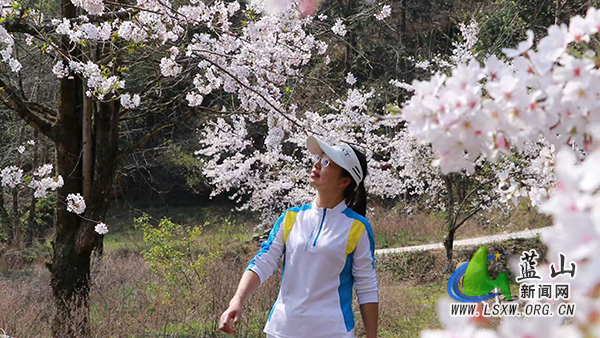 美丽蓝山:春光无限好 赏樱正当时1.jpg 美丽蓝山:春光无限好 赏樱正当时1.jpg