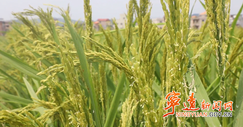 【永冲锋·拼经济·促发展】宁远：水稻制种“赶花”忙 抢抓农时保丰收2_副本500.png