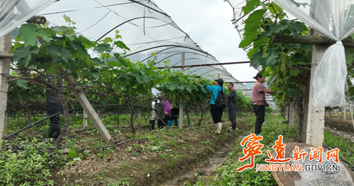 宁远:打造共享采摘园 解锁田园新玩法_副本500.png 宁远:打造共享采摘园 解锁田园新玩法_副本500.png