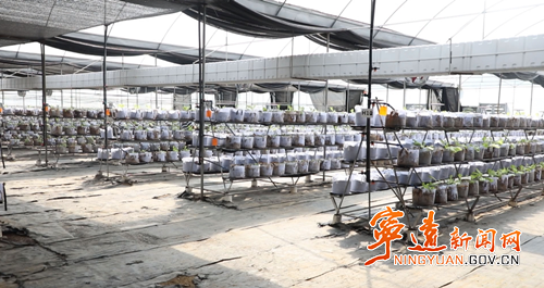 【拼经济·抓项目·促发展】宁远:产业兴旺带就业 有效衔接促发展3_副本500.png 【拼经济·抓项目·促发展】宁远:产业兴旺带就业 有效衔接促发展3_副本500.png