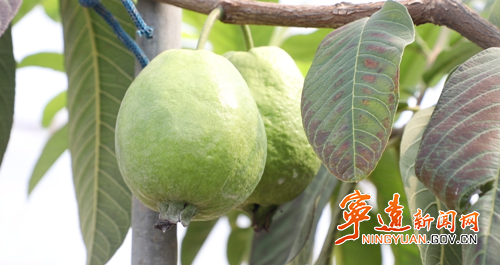 宁远:生态种植结硕果 农旅融合谱新篇_副本500.png 宁远:生态种植结硕果 农旅融合谱新篇_副本500.png