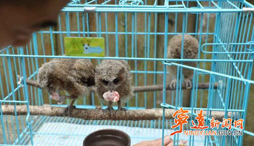 宁远:爱心接力救助受伤动物领角鸮2_副本500.jpg 宁远:爱心接力救助受伤动物领角鸮2_副本500.jpg