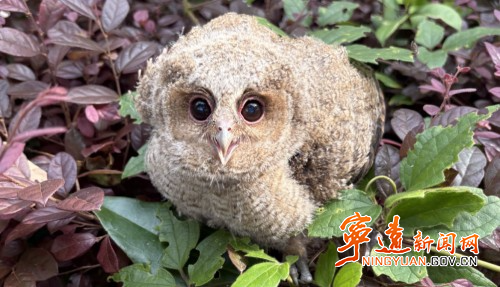 宁远:爱心接力救助受伤动物领角鸮1_副本500.jpg 宁远:爱心接力救助受伤动物领角鸮1_副本500.jpg