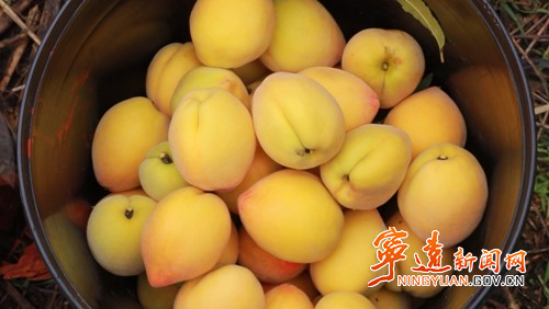 宁远：黄桃丰收采摘忙  农户增收笑开颜2_副本500.jpg