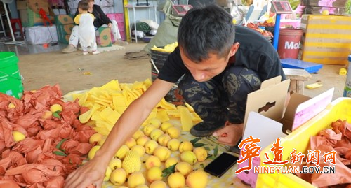 宁远：黄桃丰收采摘忙  农户增收笑开颜3_副本500.jpg