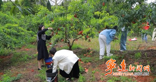 宁远：黄桃丰收采摘忙  农户增收笑开颜_副本500.jpg