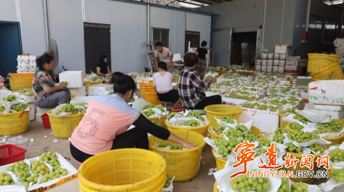 宁远:葡萄丰收缀满枝 产业富民促振兴3_副本500.jpg 宁远:葡萄丰收缀满枝 产业富民促振兴3_副本500.jpg