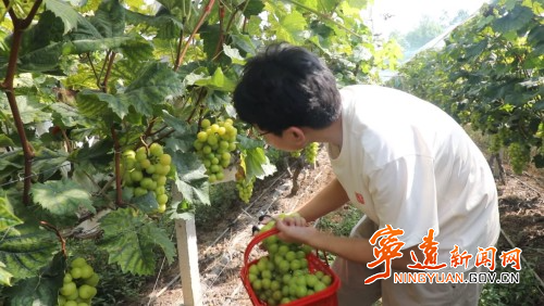 宁远:葡萄丰收缀满枝 产业富民促振兴1_副本500.jpg 宁远:葡萄丰收缀满枝 产业富民促振兴1_副本500.jpg