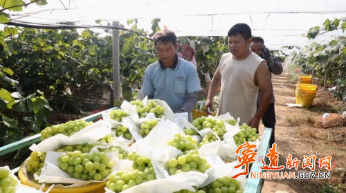 宁远:葡萄丰收缀满枝 产业富民促振兴2_副本500.jpg 宁远:葡萄丰收缀满枝 产业富民促振兴2_副本500.jpg