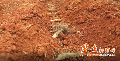 宁远冷水镇:一株小玉竹种出乡村振兴新希望2_副本500.png 宁远冷水镇:一株小玉竹种出乡村振兴新希望2_副本500.png