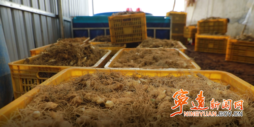 宁远冷水镇:一株小玉竹种出乡村振兴新希望3_副本500.png 宁远冷水镇:一株小玉竹种出乡村振兴新希望3_副本500.png