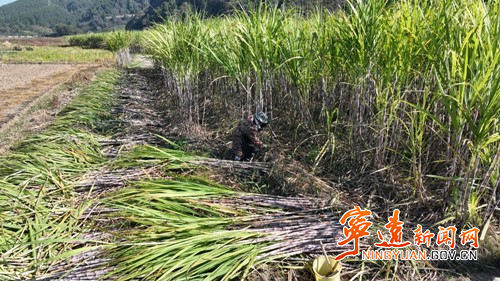 宁远：又闻红糖香 甜蜜产业在复兴4_副本500.jpg