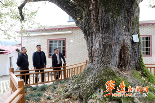 宁远:千年古银杏 村民共守护2_副本500.jpg 宁远:千年古银杏 村民共守护2_副本500.jpg