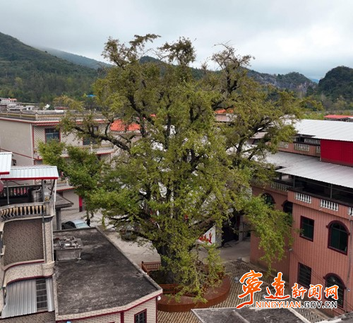 宁远:千年古银杏 村民共守护_副本500.jpg 宁远:千年古银杏 村民共守护_副本500.jpg
