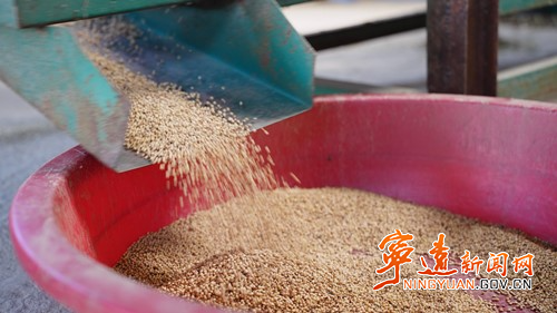 宁远:千亩制种糯高粱迎来丰收4_副本500.jpg 宁远:千亩制种糯高粱迎来丰收4_副本500.jpg