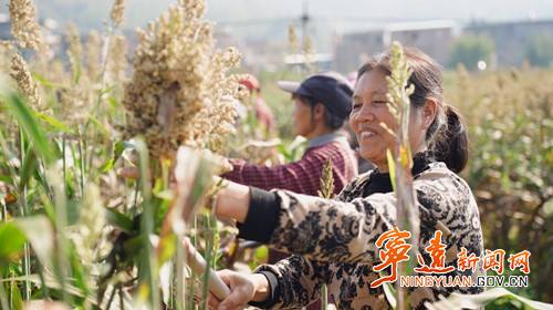 宁远:千亩制种糯高粱迎来丰收2_副本500.jpg 宁远:千亩制种糯高粱迎来丰收2_副本500.jpg