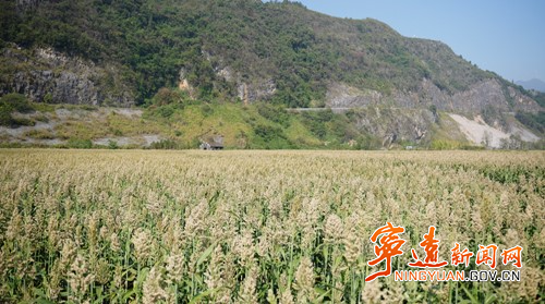 宁远:千亩制种糯高粱迎来丰收_副本500.jpg 宁远:千亩制种糯高粱迎来丰收_副本500.jpg