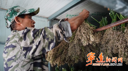 宁远:千亩制种糯高粱迎来丰收3_副本500.jpg 宁远:千亩制种糯高粱迎来丰收3_副本500.jpg