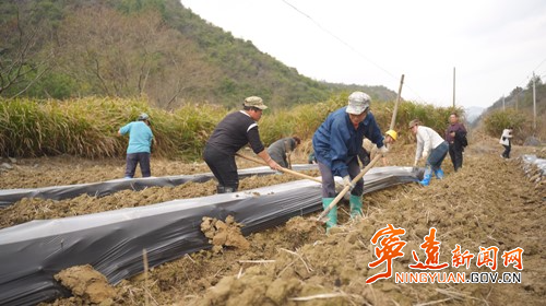 宁远:党建领航“苗”绘蓝图 烟苗移栽开启致富新篇_副本500.jpg 宁远:党建领航“苗”绘蓝图 烟苗移栽开启致富新篇_副本500.jpg