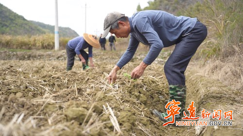 宁远:党建领航“苗”绘蓝图 烟苗移栽开启致富新篇3_副本500.jpg 宁远:党建领航“苗”绘蓝图 烟苗移栽开启致富新篇3_副本500.jpg