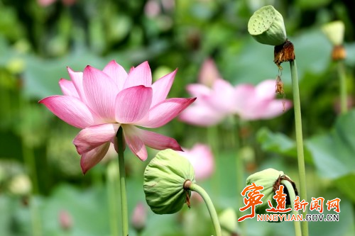 【美景不远·就在宁远】宁远：荷塘绽新颜 美丽又经济3_副本500.jpg