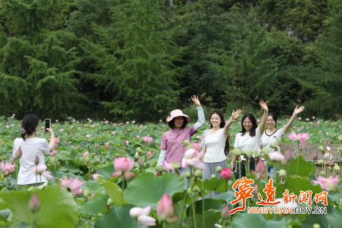 【美景不远·就在宁远】宁远：荷塘绽新颜 美丽又经济1_副本500.jpg