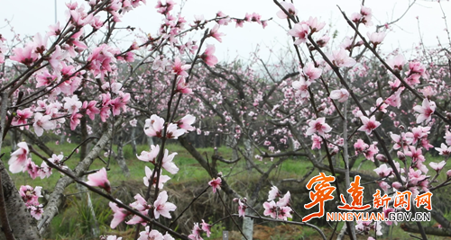 宁远县仁和镇:桃花竞相绽放 绘就乡村春日画卷2_副本500.png 宁远县仁和镇:桃花竞相绽放 绘就乡村春日画卷2_副本500.png