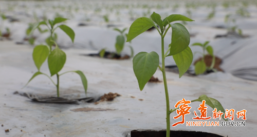 宁远：春耕正当时 蔬菜移栽忙2_副本500.png