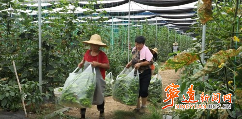 【永冲锋·拼经济·促发展】宁远：特色蔬菜俏上市1_副本500.jpg