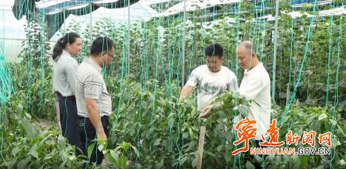 【永冲锋·拼经济·促发展】宁远：特色蔬菜俏上市2_副本500.jpg