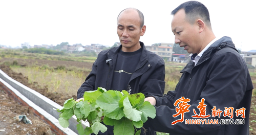 宁远:油菜移栽正当时 农技服务稳产增收3_副本500.png 宁远:油菜移栽正当时 农技服务稳产增收3_副本500.png