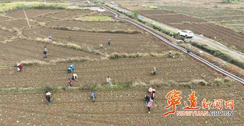 宁远:油菜移栽正当时 农技服务稳产增收_副本500.png 宁远:油菜移栽正当时 农技服务稳产增收_副本500.png