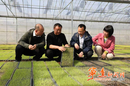 宁远：智能化育秧提速春耕生产2_副本500.jpg