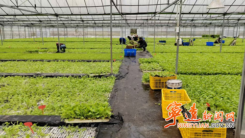 宁远县水市镇：烤烟育苗忙 孕育 “金叶” 新希望_副本500.jpg