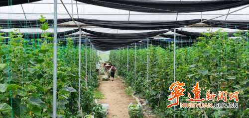 【永冲锋·拼经济·促发展】宁远：盘活大棚资源 助力乡村振兴2_副本500.jpg