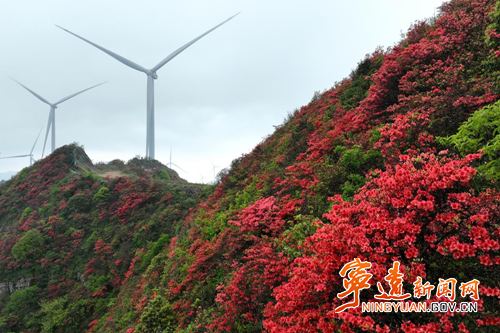 【美景不远·就在宁远】宁远:万亩杜鹃次第开 云海风车伴君阅_副本500.png 【美景不远·就在宁远】宁远:万亩杜鹃次第开 云海风车伴君阅_副本500.png