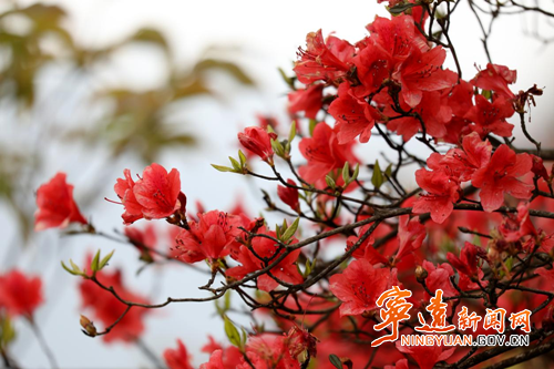 【美景不远·就在宁远】宁远:万亩杜鹃次第开 云海风车伴君阅2_副本500.png 【美景不远·就在宁远】宁远:万亩杜鹃次第开 云海风车伴君阅2_副本500.png
