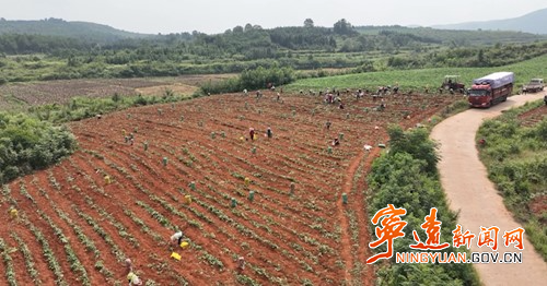 宁远:红薯大丰收 “甜”地忙收获_副本500.jpg 宁远:红薯大丰收 “甜”地忙收获_副本500.jpg