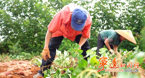宁远:红薯大丰收 “甜”地忙收获2_副本500.jpg 宁远:红薯大丰收 “甜”地忙收获2_副本500.jpg