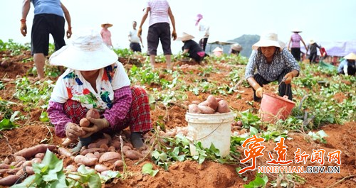 宁远:红薯大丰收 “甜”地忙收获3_副本500.jpg 宁远:红薯大丰收 “甜”地忙收获3_副本500.jpg