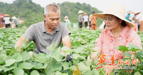 宁远:红薯大丰收 “甜”地忙收获4_副本500.jpg 宁远:红薯大丰收 “甜”地忙收获4_副本500.jpg